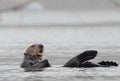 California sea otter in Morro Bay California USA Royalty Free Stock Photo