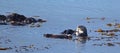 California Sea Otter mother with dead baby otter in Morro Bay on the Central Coast of California