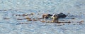 California Sea Otter mother with dead baby otter in Morro Bay on the Central Coast of California