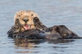 California sea otter rubbing his face and grooming