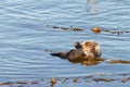 California otter bathing in calm waters with kelp