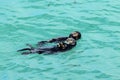 California Sea Otters