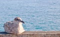A California seagull sitting on a wooden railing Royalty Free Stock Photo