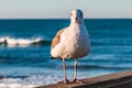A California Seagull Stands on the Oceanside, California Fishing Pier Royalty Free Stock Photo