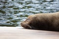 California sealion relaxing