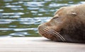 California sealion relaxing