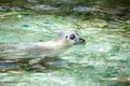 California sealion. Royalty Free Stock Photo