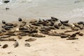 California Seals