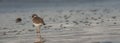 California shorebird during low tide Royalty Free Stock Photo