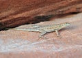 California Side Blotched lizard,Nevada,United stat Royalty Free Stock Photo