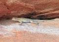 California Side Blotched lizard,Nevada,United stat Royalty Free Stock Photo