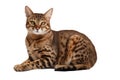 California Spangled Cat On Isolated Transparent Background, Png. Generative AI