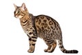 California Spangled Cat On Isolated Transparent Background, Png. Generative AI