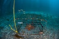 Spiny Lobster in Trap Off Coast of California Royalty Free Stock Photo