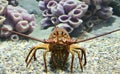 California Spiny Lobster Royalty Free Stock Photo