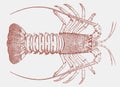 California spiny lobster in top view Royalty Free Stock Photo