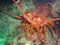 The California spiny lobsters at NOAA Channel Islands National Marine Sanctuary are ready for the weekend Royalty Free Stock Photo