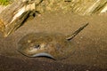 California Spotted Stingray Royalty Free Stock Photo