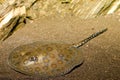 California Spotted Stingray Royalty Free Stock Photo