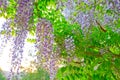 California Spring time purple colorful flower waterfall like grapes