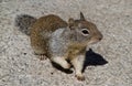 California Squirrel