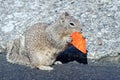 California squirrel eating a dorrito chip on california coast