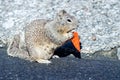 California squirrel eating a dorrito chip on california coast