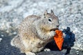 California squirrel eating a dorrito chip on california coast