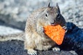 California squirrel eating a dorrito chip on california coast