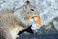 California squirrel eating a dorrito chip on california coast