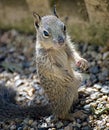 California squirrel standing on gravel.