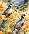 California state bird the California Valley quail and State flower the California poppy