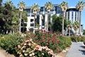 California State Capitol World Peace Rose Garden (McKinley Rose Garden) in Sacramento, California Royalty Free Stock Photo