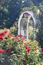 California State Capitol World Peace Rose Garden (McKinley Rose Garden) in Sacramento, California Royalty Free Stock Photo