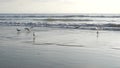 California summertime beach aesthetic, sea gull and pacific ocean water waves. Dreamlike tranquil natural background. Atmospheric