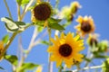 California Sunflower in full bloom