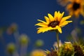 California Sunflower