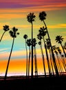 California sunset Palm tree rows in Santa Barbara Royalty Free Stock Photo