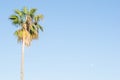 California sunset Palm tree rows in Santa Barbara. Tall, high. Royalty Free Stock Photo