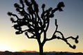 California Sunset with Silhouette Joshua tree Royalty Free Stock Photo