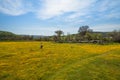 California Super Bloom 2019. Field of beautiful wild yellow flowers in Carrizo Plain