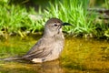 California Thrasher