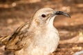 California Thrasher