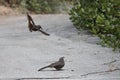 California Thrasher