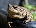 California Toad Basking in the Sun