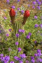 California Torch Cactus from the Sonora desert Royalty Free Stock Photo