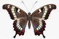California Tortoiseshell butterfly - AI generated