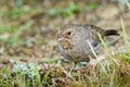 California Towhee Royalty Free Stock Photo