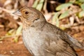 California Towhee Royalty Free Stock Photo