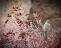 California Towhee and Golden Crowned Sparrow